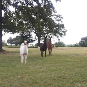 Llamaland Tent Camping