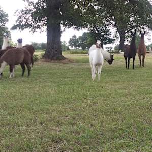 Llamaland Tent Camping