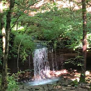 Black Walnut Grove at Happy Hollow