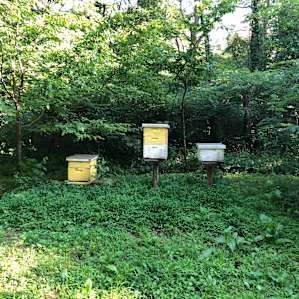 Bee hives
