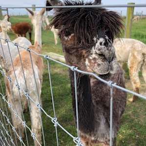The alpacas were awesome! They all have such distinct features, and they all have names!