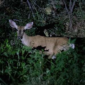 Deer at night