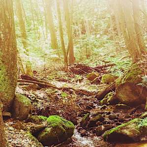 The stream was beautiful