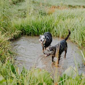 Dogs playing in the pond on the property.