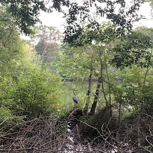Blackwater Birds and Bees