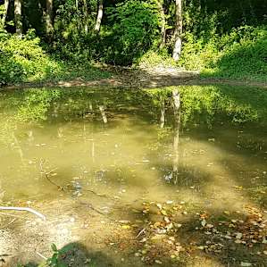 Frogs, tadpoles, salamanders, butterflies, and dragonflies. What a nice area.