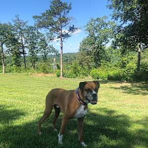 Zeus enjoying the land!