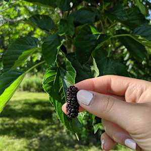 Fresh berries for the picking!
