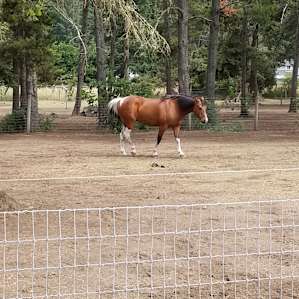 Beautiful horses to watch and feed