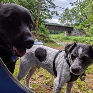 Their dog Hunter (left) and our dog Winston (right) hanging out in the morning :)