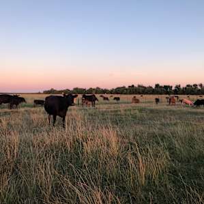 Cows