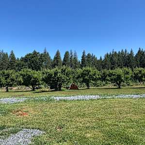 Our tent amongst the Apple orchard.