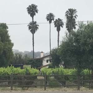 view of vineyards from camp site