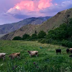 7U Ranch✴️Camp 2 On Elfers Creek✴️