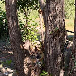 Plenty of shade for pups :)