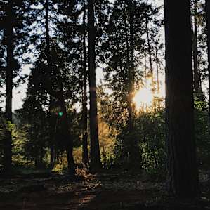 Camp in the forest