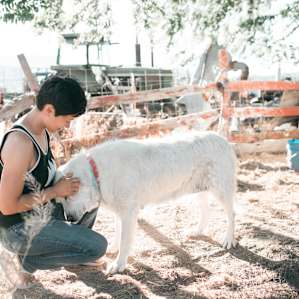 The livestock guardian dogs were so friendly