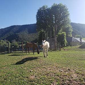Some friendly horses on the ranch.