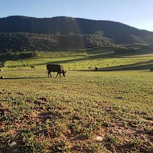 Cow South East of our camp