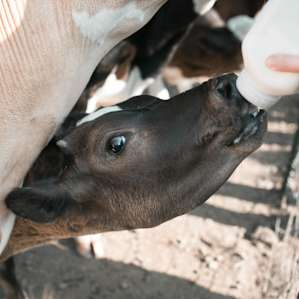 How cute is this little baby face?