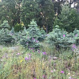 Camp in the forest