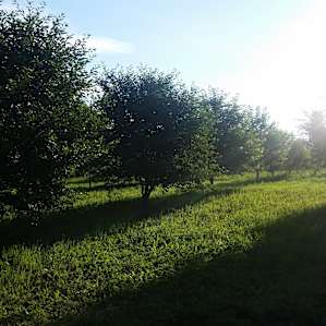 Secluded Urban Farm