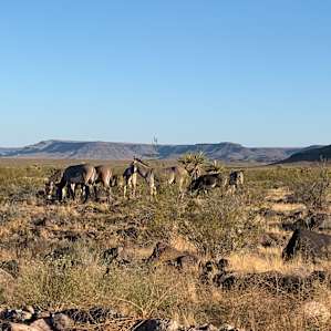 Yaqui Offgrid Camping
