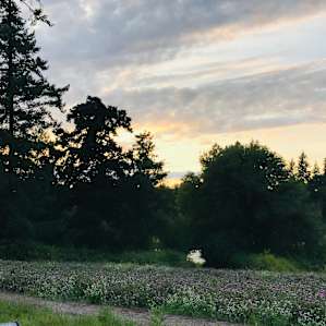 Orchard Camp at Dairy Creek Stables