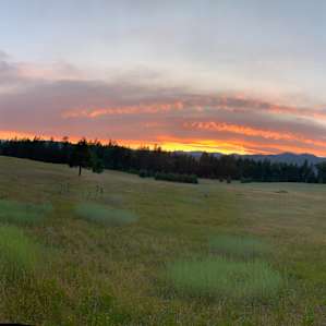 The meadow