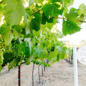 Beautiful grape vines surround the entire property.