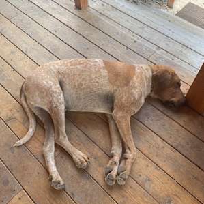 No farm porch is complete without a sleepy hound.