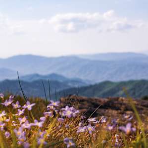 Roan Mountain Campground