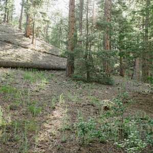 Black Canyon Campground