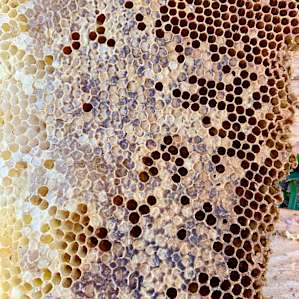 Honey comb up close!