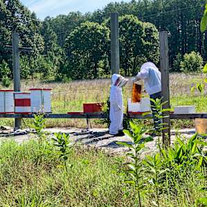 Beekeeping tour with James