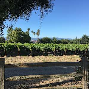 Vineyard next door