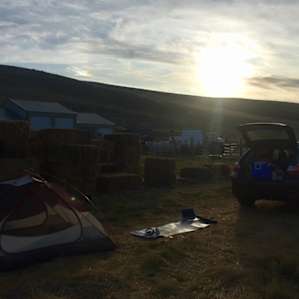 Tin Willows Milk a Sheep Camp