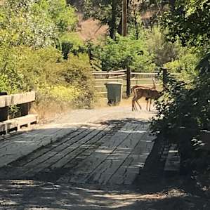 Deer on the way out