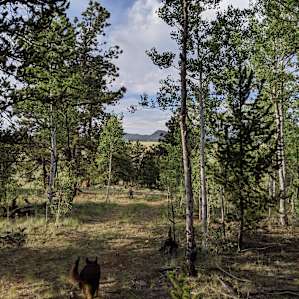 Clearing in the Aspen