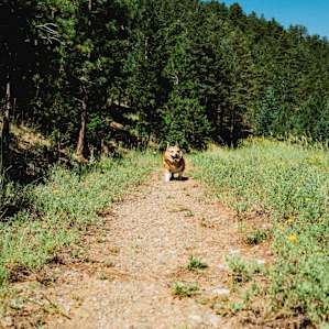 Little corgi keeping up on the hikes