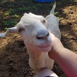 Goat loved me... kept licking my hands lol