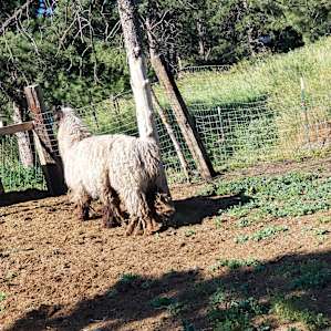 Llama... enough said :)