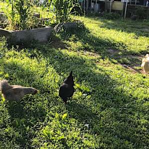 Secluded Urban Farm