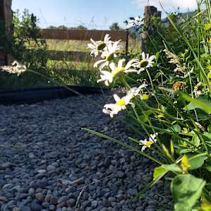 Some of the plants and flowers around the space.