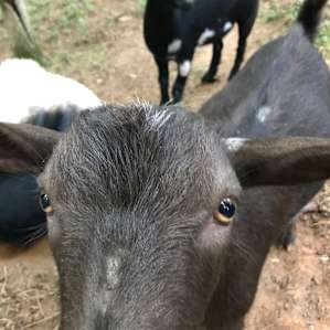 Jopee my daughters favorite goat friend