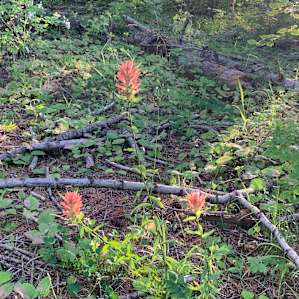 Emigrant Springs Campground