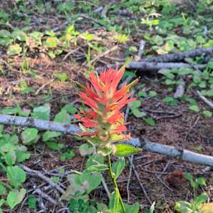 Emigrant Springs Campground