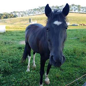 Greeting the neigh-bors