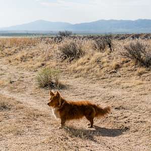 The little lowrider in the desert