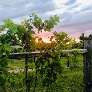 99 Bottles Winery Hills